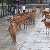 2018年6月　奈良「奈良公園で出会った生き物たち　【旧ブログより】