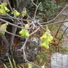 三月のお茶のお稽古