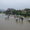 雨の田植え