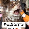 ルーモス　太った～！？