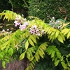 おそかりし藤の花