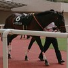 (3/24)　キャロット情報＆好調教馬＆今週の狙い馬