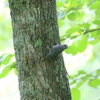 信州・戸隠の薄暗い森で動き回るゴジュウカラ