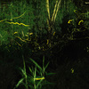 福島市「荒川ホタルの森」でゲンジボタルを撮影してきました【ほたるは星になった】