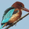 White-throated Kingfisher アオショウビン (インドの鳥その11)