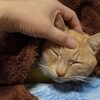 ねこのトムさん、風邪は快方だけれども今度はカビ