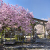 黒田春日神社・百年桜