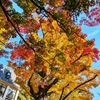 紅葉と首賭け公孫樹
