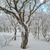 ◆'24/01/28　開拓登山口～滝ノ小屋⑥…樹林帯～鳳来山山頂