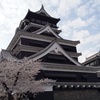 熊本城のサクラサク…やっと、ここまで復旧しました!!
