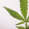 厚労省、国内使用の解禁案示す「Cannabis derived medicines」