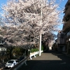 桜は見頃　Part 1