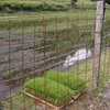 鉄柵で覆われる里山の田んぼーー限界集落・新田の四季　１