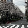 2023年の桜・さくら・サクラ②・・・浜町公園、浜町緑道は見頃！人形町通りはこれから！！