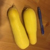 夏野菜: 庭で採れたてSummer squash