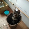 保護猫シマビ