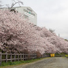 神奈川県南足柄市　一の堰ハラネの春めき桜　2016