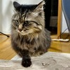 がんちゃんです