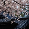 尾山神社の桜「ソメイヨシノ」と菊桜の開花