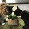 黒猫ジジは三度の飯より猫草が好き！