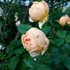 ジュード植え替え