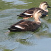 住みついている水鳥たち