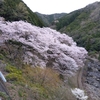 広川ダムの桜