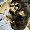 まろにー3466日目