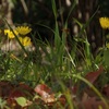 里山散歩（4月）