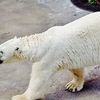 夏の北海道旅３【旭山動物園のガチャポンで大人の財力を見せつける】