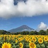 夏はやっぱりこの花❗富士山の麓に広がるヒマワリ畑🌻