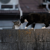 近隣繁華街のねこさん