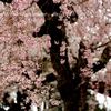 南圓寺の桜・・
