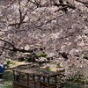 今日も桜を満喫！