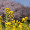菜の花と桜を求めて、埼玉県周遊