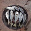 魚も焼いた