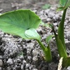 畑からこんにちは！😃　210602    "収穫した野菜で晩ごはん！🥒🌶🧄🧅🌱☝️😃"