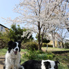 公園の桜がいよいよ満開です！