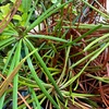 コウヤマキの挿し木　8ヶ月目