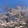 今年も桜が（2023年）。