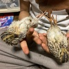 ウズラちゃん、さらに大きくなる。
