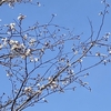 ツクシと桜　今年は遅いような・・・そして電気代