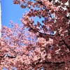 日本橋のオカメザクラ｜2025年開花状況、見頃の時期、鑑賞ルート、おかめ桜、アクセス（東京都中央区）