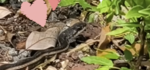 150cm のヘビに再会✨🐍(*˘ー˘*)