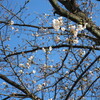 桜の開花