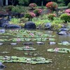 雨の中の睡蓮