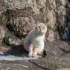 豊後諸島のねこさん