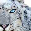 Apple Events Server Update OS X Snow Leopard/Lion