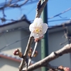 桜咲く