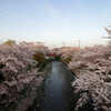堀尾跡公園の桜　その２